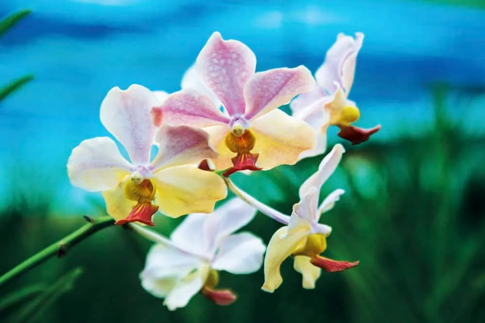 Udon Sunshine Orchid Farm