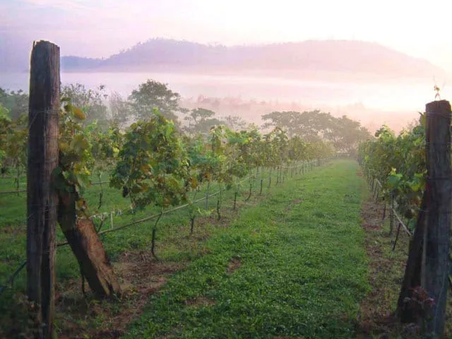 Village Farm and Winery