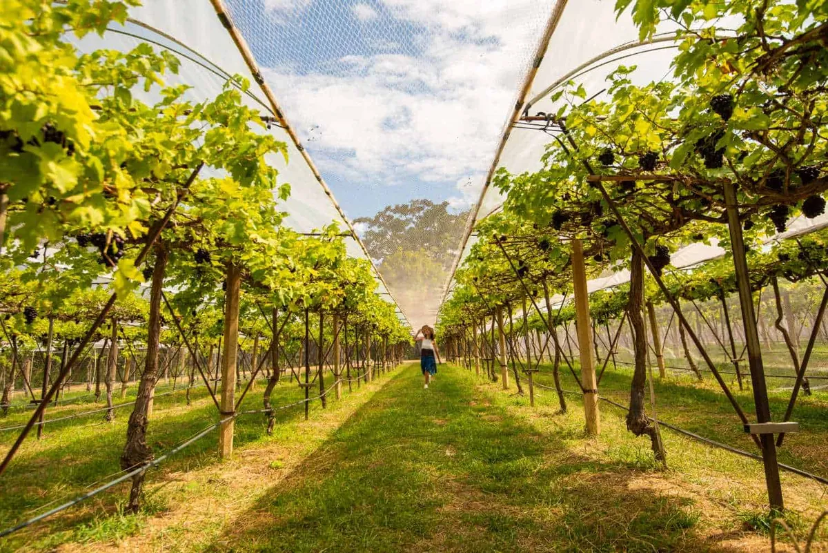 Vineyards in Pak Chong District