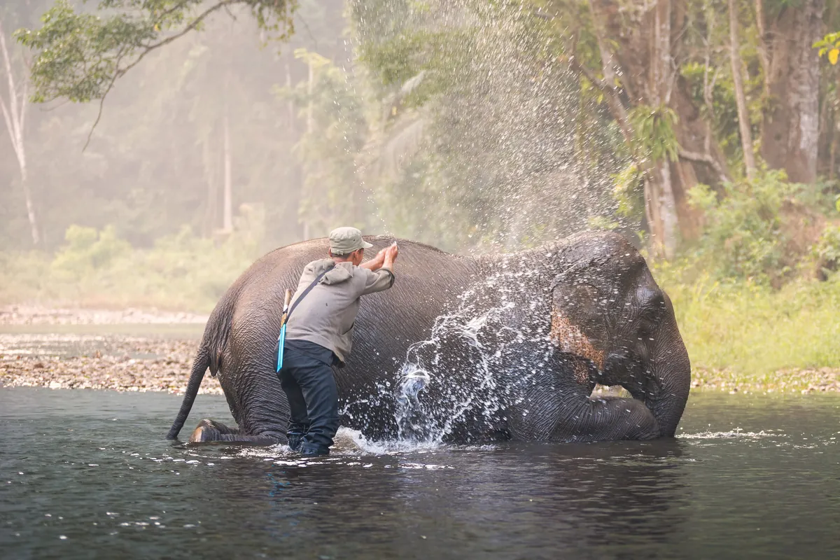 Wang Pho Elephant Camp
