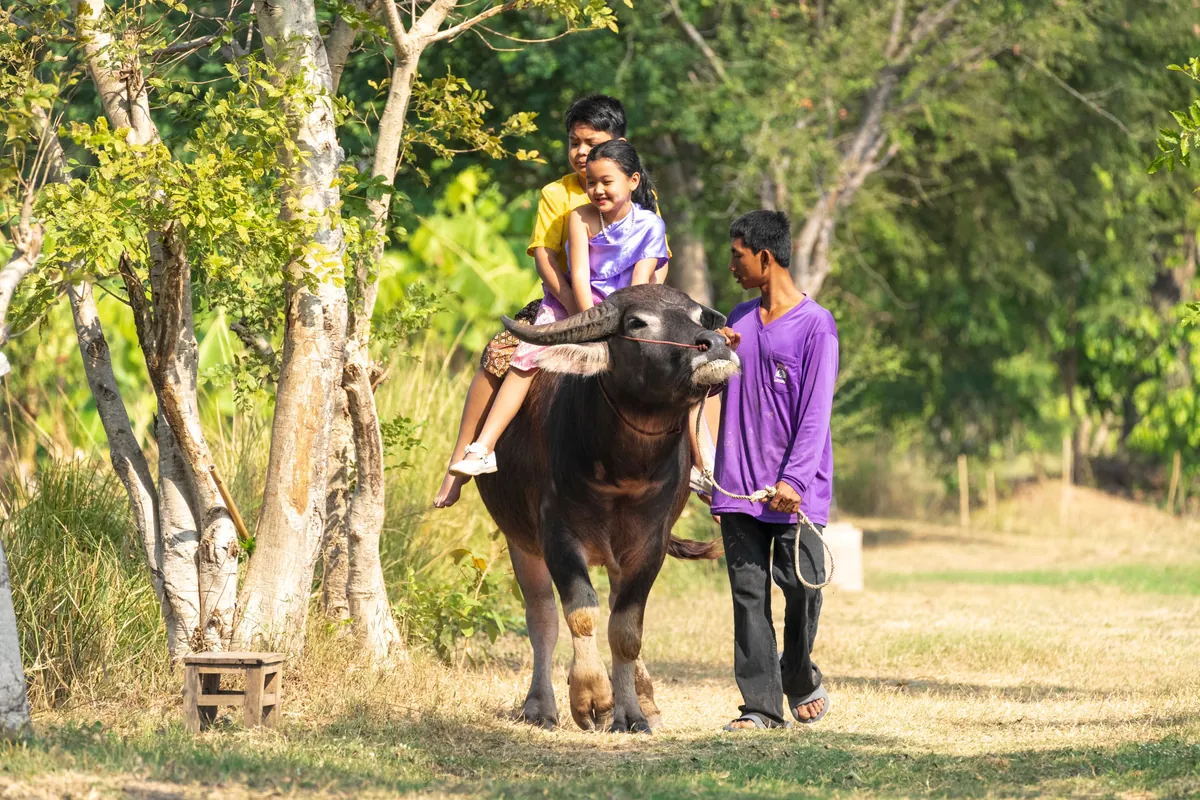 Wanlapa Farm Community Enterprise Agrotourism — photo 4