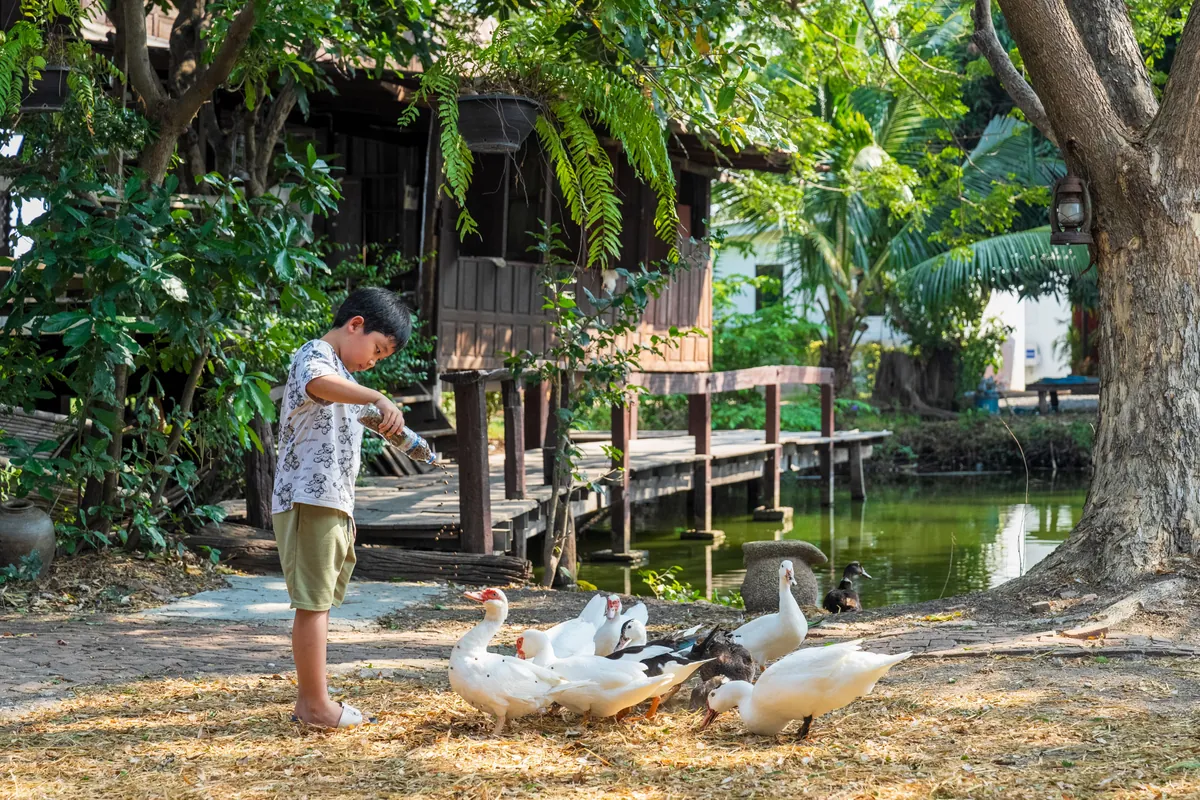 Wanlapa Farm Community Enterprise Agrotourism — photo 3