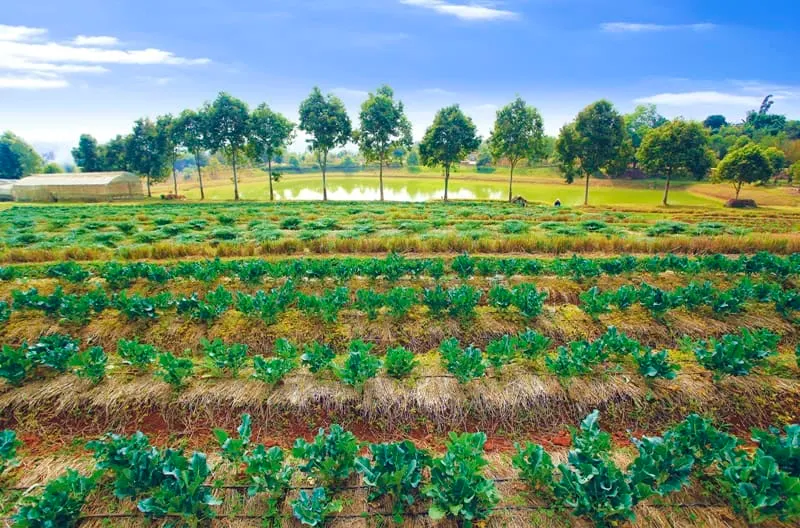 Wat Chan Royal Project Development Centre