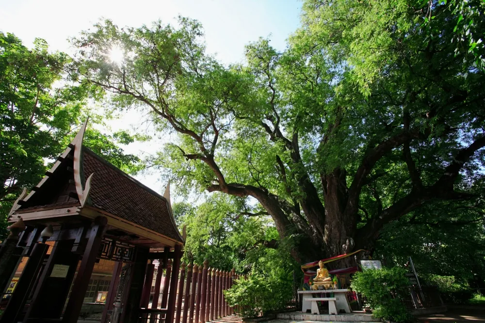 Wat Khae — photo 2
