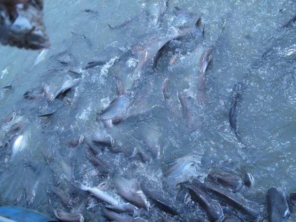 Wat Khoi Fish Park — photo 3
