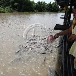 Wat Paphruek Fish Sanctuary