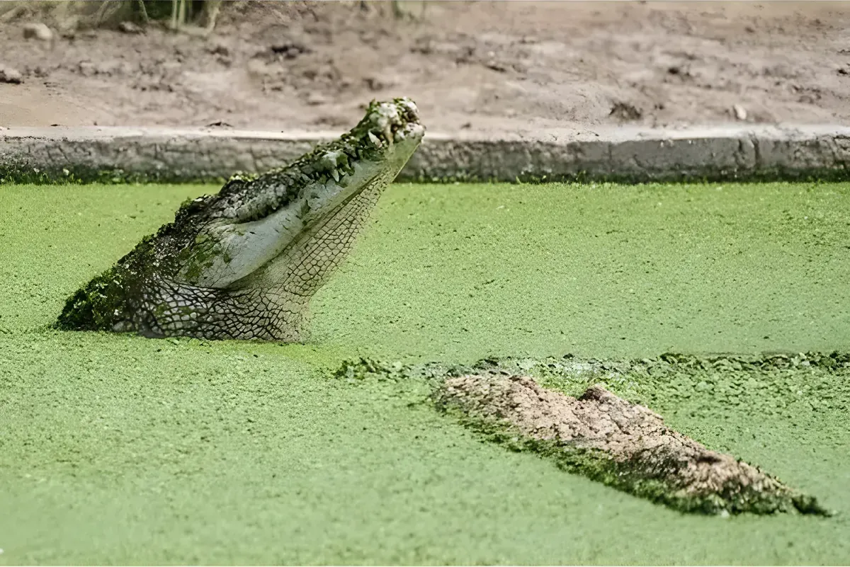 Wasan Crocodile Farm (Wat Sing, Chainat)