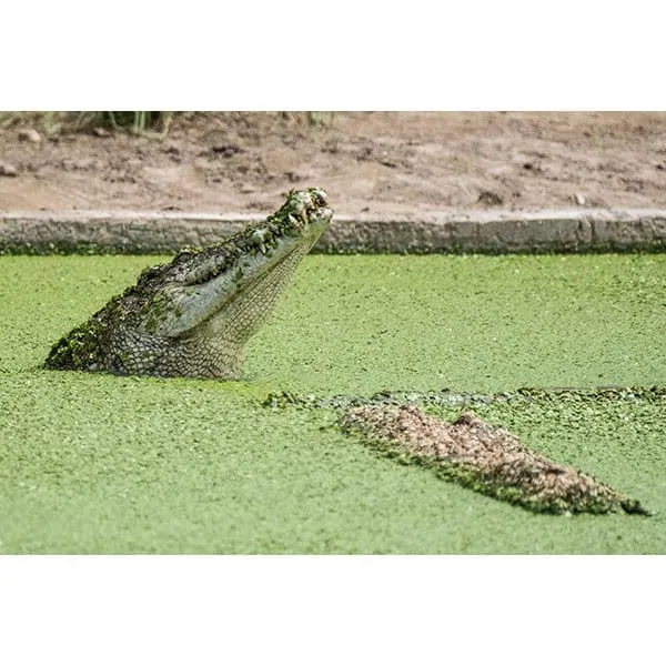 Wat Sing (Wasan Crocodile Farm)