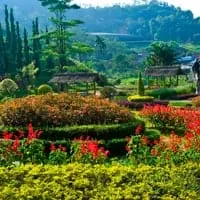 Winter Flowers Garden