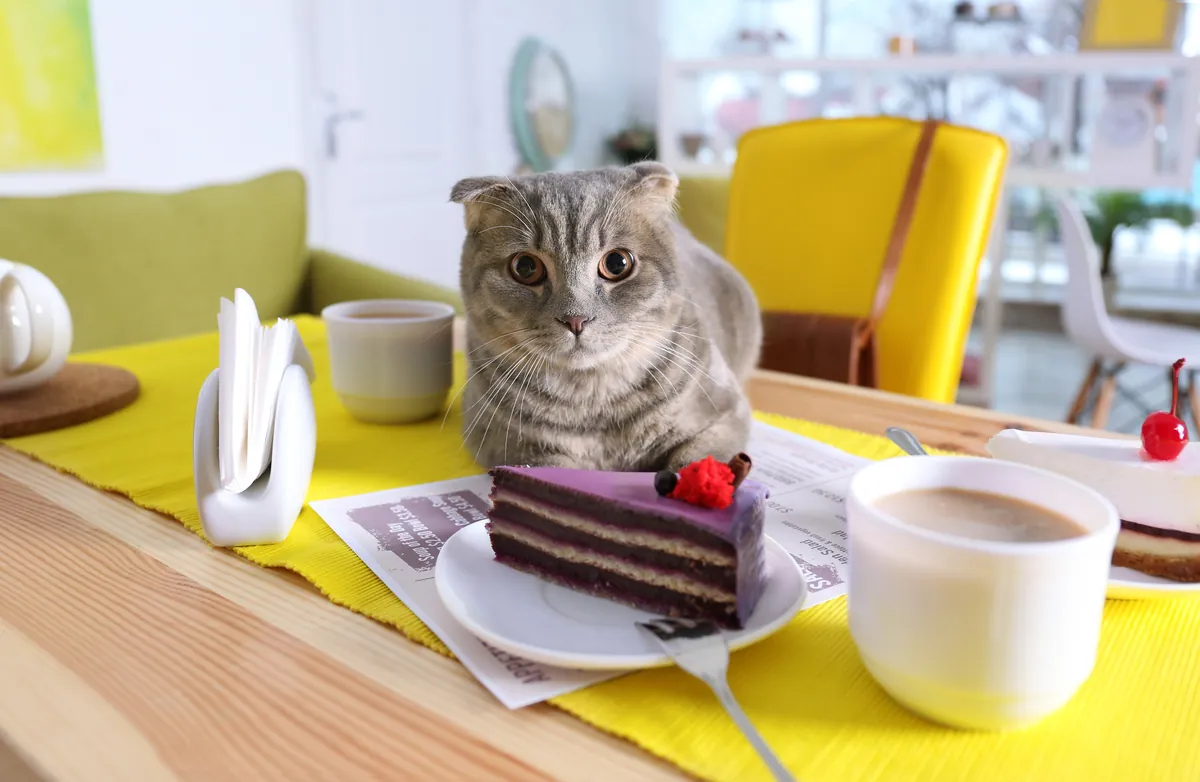 Cat Cafes in Chiang Mai: Best Spots to Visit (2026)