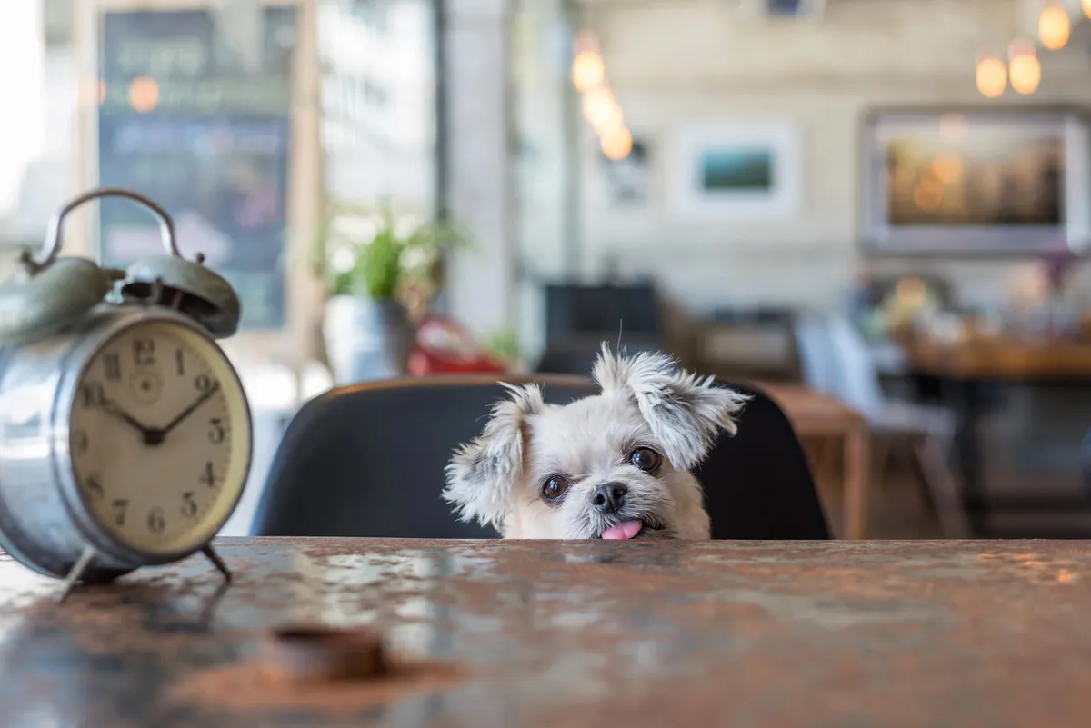 Dog-Friendly Cafes in Phuket: Where to Go With Your Dog (2026)