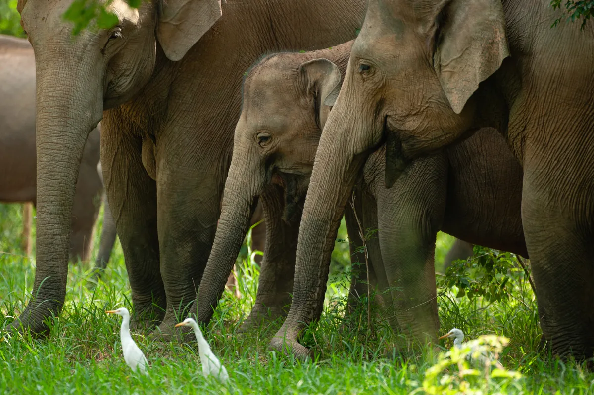 Ethical Elephant Sanctuaries in Thailand: How to Choose
