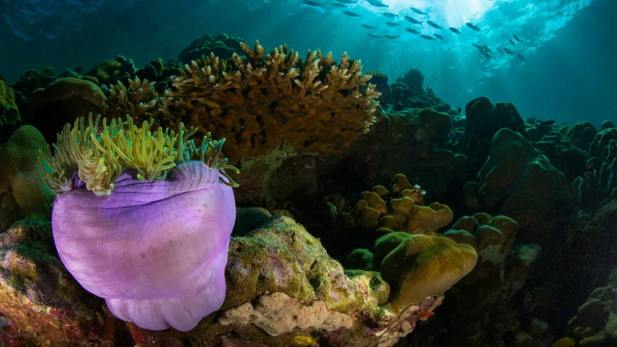 Thailand Marine Life