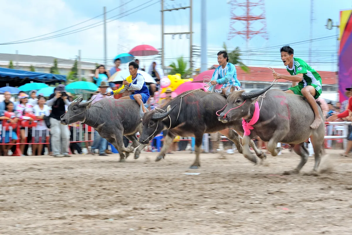 Chonburi Buffalo Racing Festival: Thailand's Quirkiest Tradition