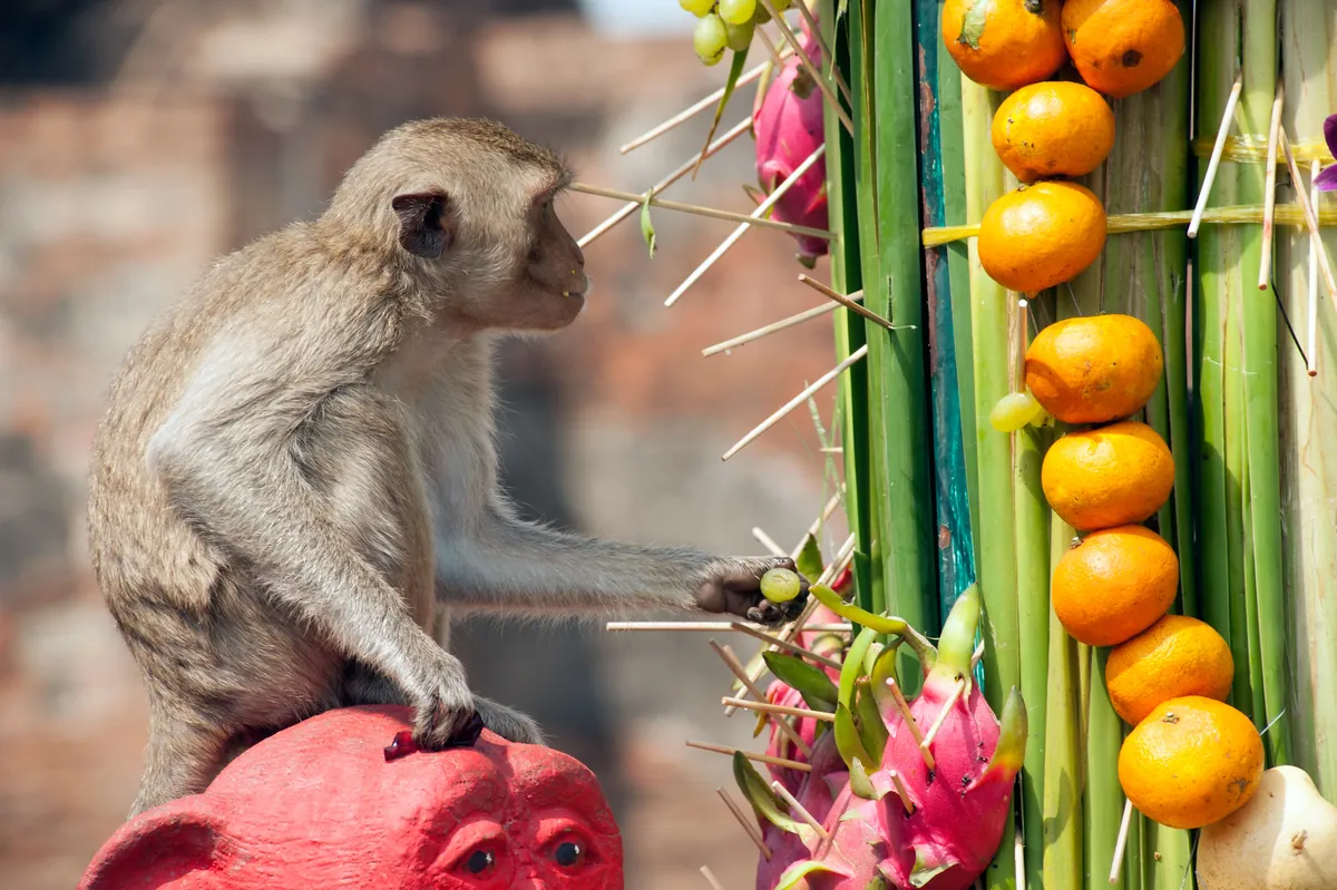 Monkey Buffet Festival: Lopburi's 4,000kg Feast for Macaques