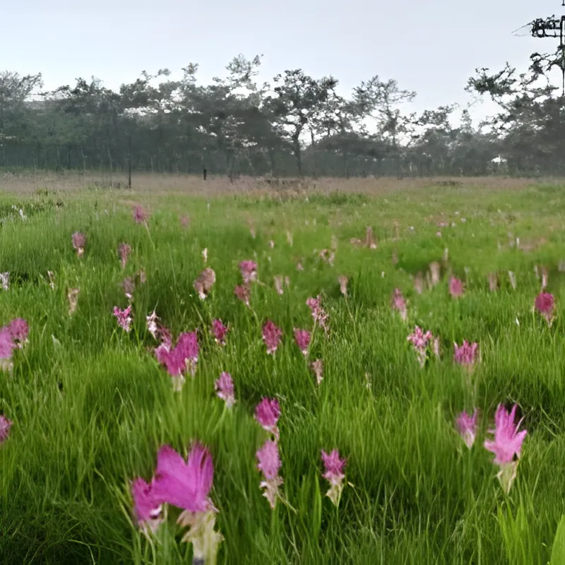Chaiyaphum