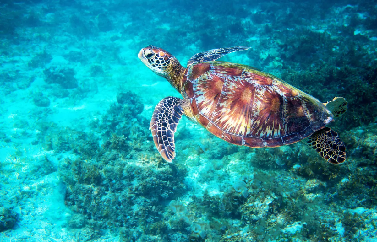 The Similan Islands