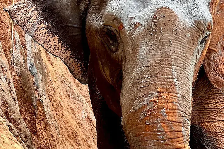 5 Day Embodied Freedom Retreat With Elephants In Thailand