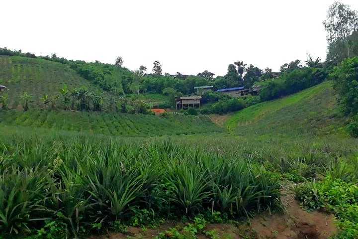 1 Day Trekking Group Tour With Bamboo Cooking / Chiang Rai — photo 4