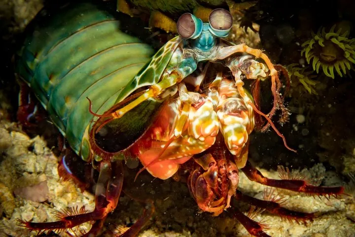 Koh Lipe Fun Dives for Certified Divers (2 Dives)