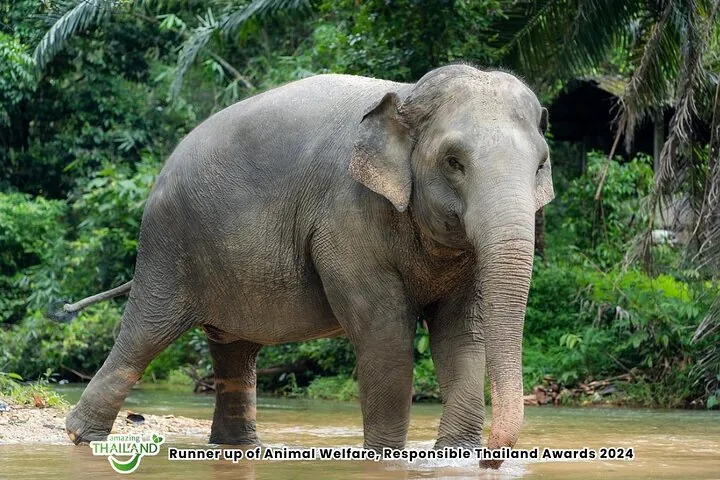 2-Hour Guided Eco-Tour & Transfer to Khaolak Elephant Sanctuary