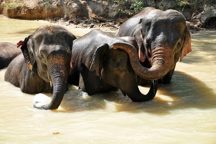 Observe the elephants as they have fun in the river.