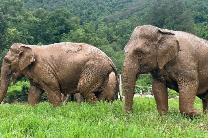 Walk beside giants, not on them – an ethical elephant experience to remember forever