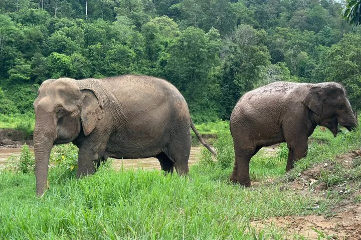 Walk beside giants, not on them – an ethical elephant experience to remember forever