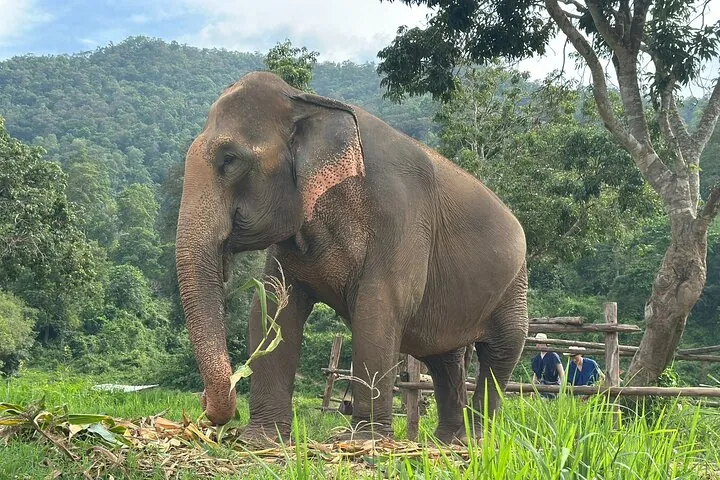 Walk beside giants, not on them – an ethical elephant experience to remember forever