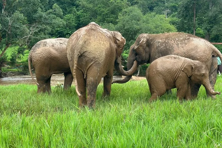 4 in 1 Elephants Long Neck Rafting and Sticky Waterfall Tour