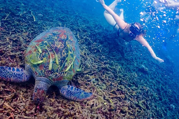 Witness the underwater grace of majestic sea turtles in their natural habitat.