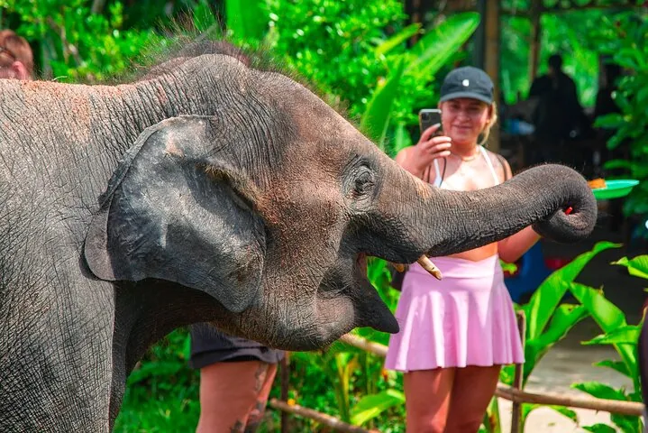 Elephant experiences