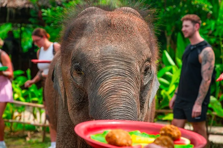 6 Hours Elephant Care and Jungle Tour by 4WD in Koh Samui