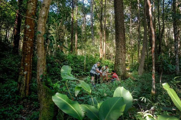 Echoes of the Forest: Traditional Knowledge Passed Down Through Time