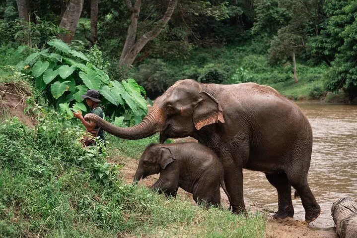 Chiang Mai Elephant Sanctuary, Bamboo Rafting and Waterfall Tour — photo 2