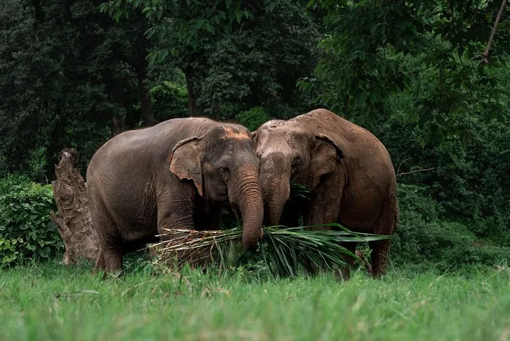 Chiang Mai Elephant Sanctuary, Bamboo Rafting and Waterfall Tour — photo 3