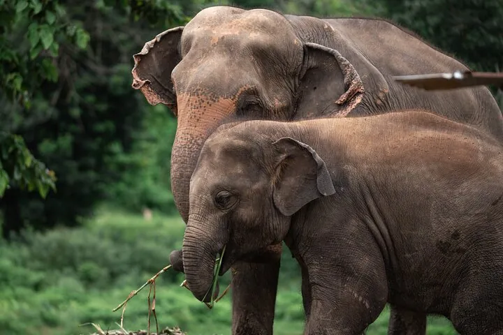 Chiang Mai Elephant Sanctuary, Bamboo Rafting and Waterfall Tour — photo 4