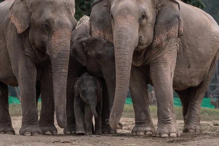 Chiang Mai Elephant Sanctuary, Bamboo Rafting and Waterfall Tour