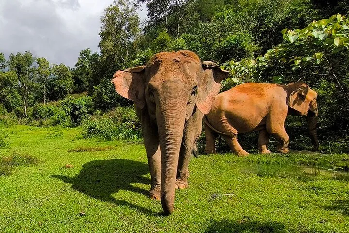 Chiang Mai Elephant Sanctuary Observation and Bamboo Rafting