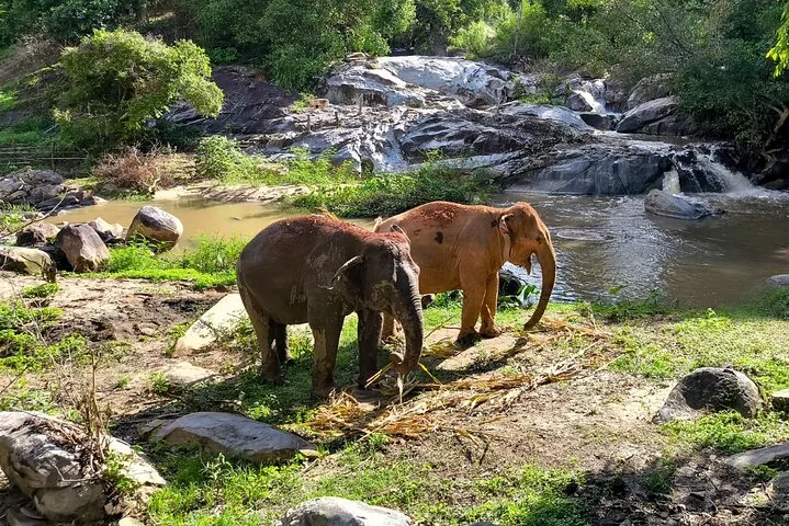 Dive into our responsible tourism with Elephant Observation programs at Joy Elephant Sanctuary!