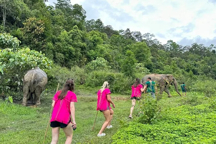 Walk alongside the Elephants