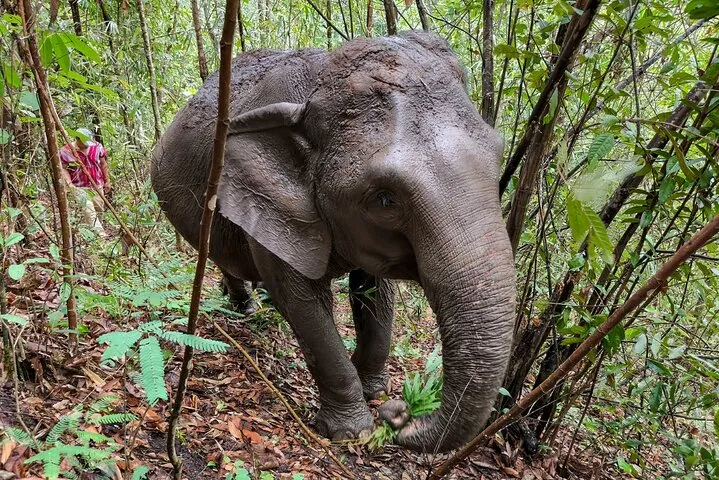 Observe the elephants in their natural behavior