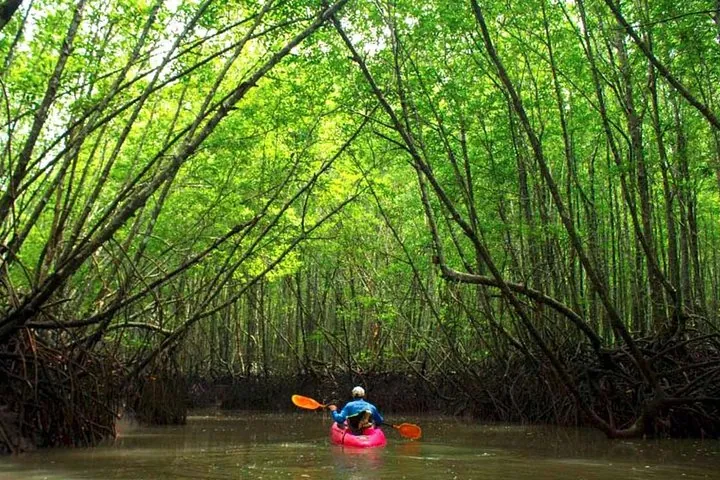 Deep Mangrove and Canyon Kayak Tour in Krabi — photo 2