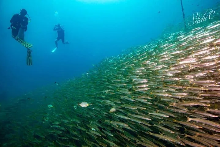 Discover Scuba Diving 3 Dives Racha Islands