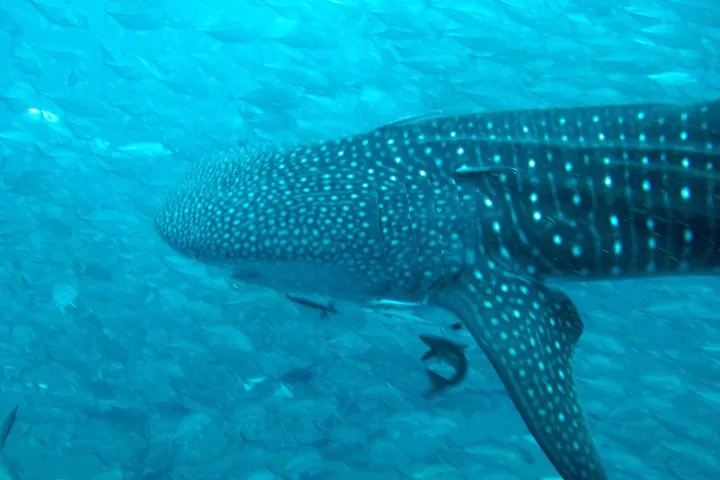 Diving Tour for Certified Divers: Sail Rock or Koh Tao — photo 3