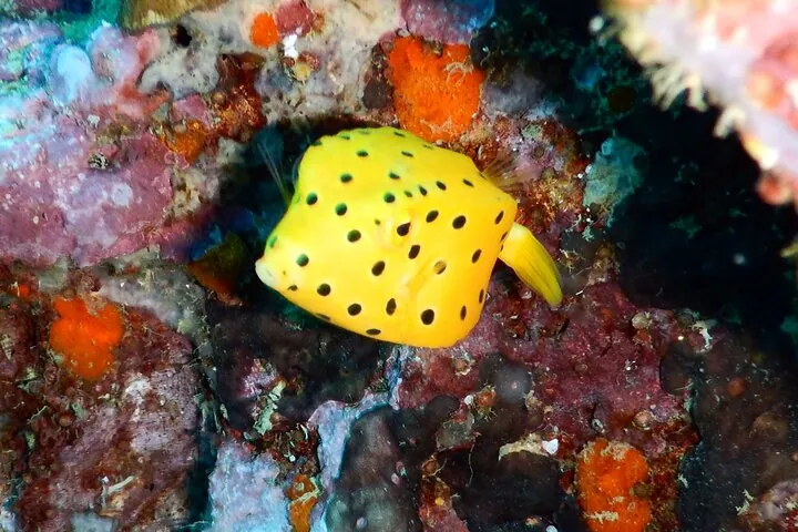 Diving Tour for Certified Divers: Sail Rock or Koh Tao — photo 4