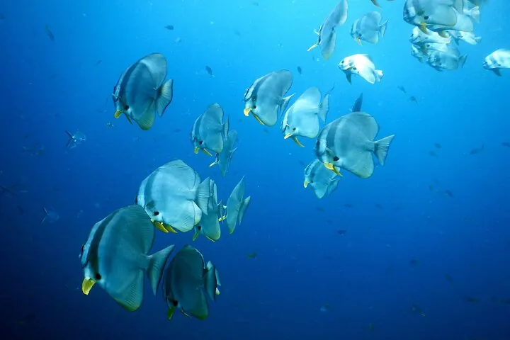 Diving Tour for Certified Divers: Sail Rock or Koh Tao — photo 5