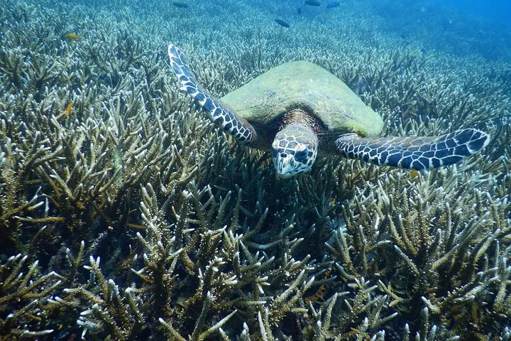 Diving Tour for Certified Divers: Sail Rock or Koh Tao