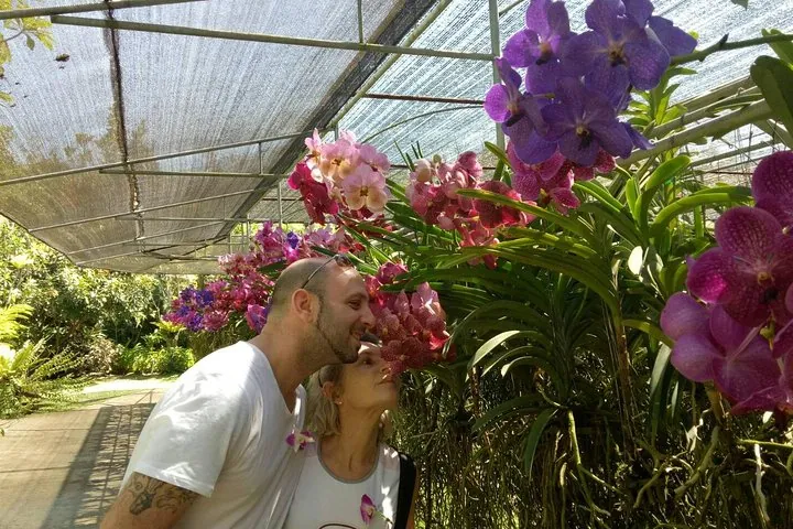 Orchid flowers