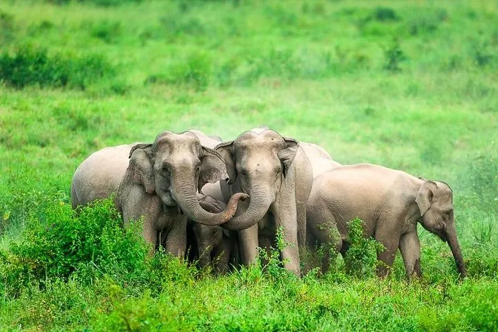 Kui Buri Wild Elephant Safari, Private Tour from Hua Hin